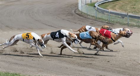 betting on greyhound racing.